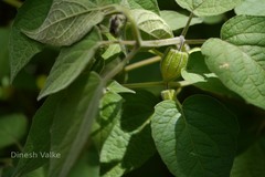 Physalis peruviana